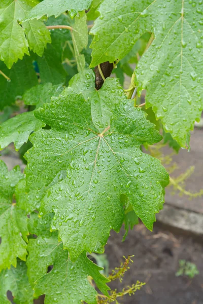 Vue Rapprochée Des Feuilles Raisin Avec Des Gouttes Eau Sur — Photo