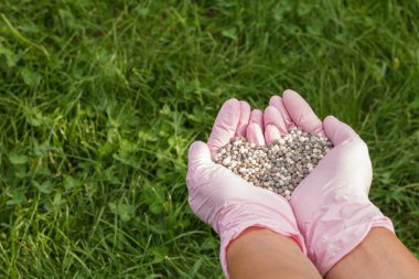 Azot eldivenli çiftçi elleri arka planda yeşil çimenli kimyasal gübre tutuyor..