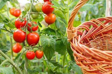 Bahçedeki dalda yetişen olgun kırmızı domatesler. Hasır sepetli domatesler bahçe yatağında. Bir daldaki kırmızı domatesler.