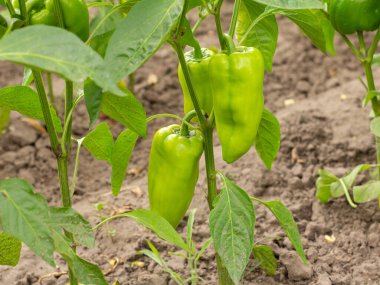 Bahçedeki çalılıkta yetişen olgunlaşmamış yeşil dolmalık biberler. Yüzeyin derinliği. Eline odaklan..