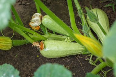 Çalıların üzerinde büyüyen genç bir kabak. Yaz bahçesinde kabak ve çiçek.