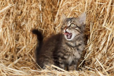 Gri tekir kedicik bir saman yığınının üzerinde oturuyor ve esniyor. Sığ alan derinliği.