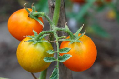 Serada yetişen olgun domateslerin yakın görüntüsü. Bahçe yatağında kırmızı meyveli domatesler.