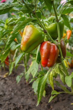 Bahçedeki çalılıkta biber yetişiyor. Bulgar ya da tatlı biber bitkisi. Sığ alan derinliği