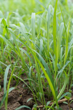 Doğal ışığın yansımalarıyla cezbedici yeşil çimenler.