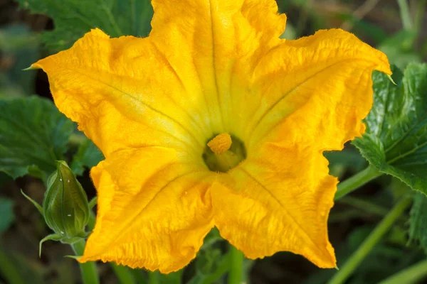 Blomma Grönsaksmärg Som Växer Busken Zucchini Växt Och Blomma Sommarträdgården — Stockfoto
