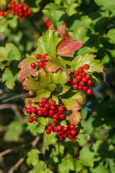 Viburnum Branches Red Berries Green Yellow Leaves Blurred Background Autumn — Stock Photo, Image