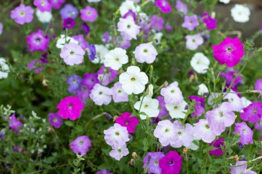 Güneş ışığında yakın plan petunya çiçeği. Bulanık yeşil arkaplanlı yaz mevsiminde pembe petunya çiçekleri. Sığ alan derinliği.