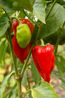 Bahçedeki çalılıkta biber yetişiyor. Bulgar ya da tatlı biber bitkisi. Sığ alan derinliği