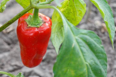 Bahçedeki çalılıkta yetişen bir dolmalık biber yakın plan. Bulgar ya da tatlı biber bitkisi. Sığ alan derinliği