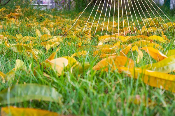 Jardineiro Está Limpando Gramado Com Ancinho Outono Grama Verde Fundo — Fotografia de Stock