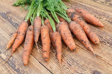 Tahtalardan sadece havuç topladım. Sadece taze havuç topladım. Bahçeyi kazdıktan sonra olgun havuçlar. Organik yiyecekler.