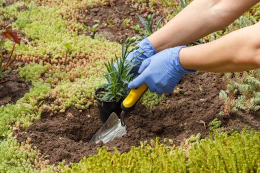 Nitrile eldivenli bahçıvan küçük bir kürek kullanarak bir bahçe yatağına karanfil çiçekleri ekiyor. Çiçekli yatak organizasyonu.