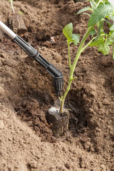 Gärtner Behandelt Wurzeln Von Tomatensetzlingen Vor Dem Einpflanzen Die Erde — Stockfoto