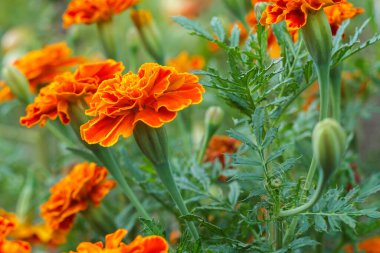 Bahçede fonda bulanık çiçekler ve yeşil yapraklar olan etiketler. Sığ alan derinliği.