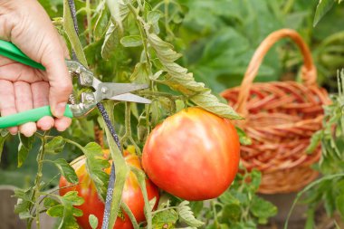 Kadın bahçedeki dalda yetişen olgun kırmızı domatesleri topluyor. Domatesler bahçe yatağında.