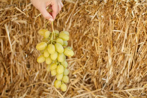 Female Hand Holding Bunch Ripe White Grapes Straw Stack Backdrop — Stock Photo, Image