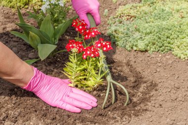 Bahçıvan bahçe yatağına küçük bir tırmık kullanarak kırmızı mine çiçeği ekiyor. Çiçekli yatak organizasyonu.