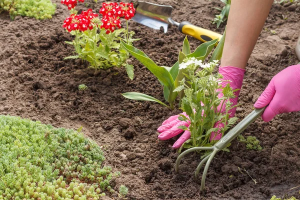 Jardineiro Está Plantando Flores Brancas Verbena Uma Cama Jardim Organização — Fotografia de Stock