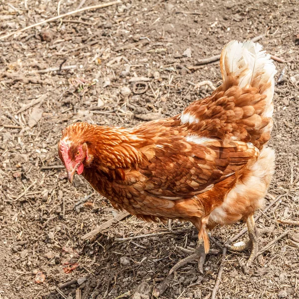 編は中庭を歩いている 田舎の養鶏場 — ストック写真