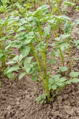 Bahçede büyüyen patates çalısı ve arka planda toprak..