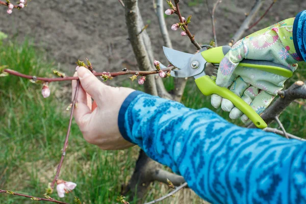 Uma Agricultora Que Cuida Pomar Limpeza Primavera Árvores Fruto Mulher — Fotografia de Stock