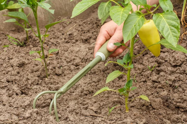 Grüner Paprika Wächst Einem Strauch Garten Männliche Hand Mit Einer — Stockfoto