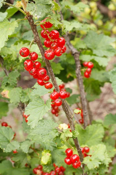 Red Currants Branch Garden Sunny Summer Day Blurred Green Leaves — Stock Photo, Image