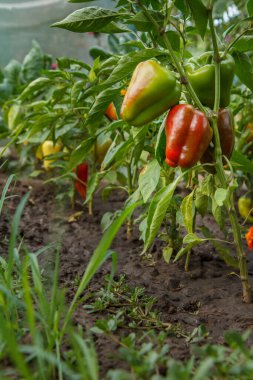 Bahçe yatağında yetişen çan biberi çalıları. Bulgar ya da tatlı biber bitkileri. Sığ alan derinliği.