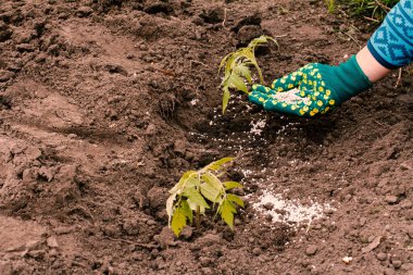 Çiftçi, bahçe yatağında büyüyen genç domates bitkisine kimyasal gübre veriyor. Üst görünüm.