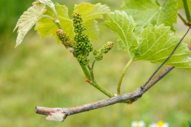 Yazın başında üzüm bağında olgunlaşmamış bir demet üzüm. Çiçek açmadan önce bir demet üzüm. Sığ alan derinliği.