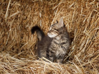 Gri tekir kedicik güneşli yaz gününde saman yığınının üzerinde yürüyor. Sığ alan derinliği.
