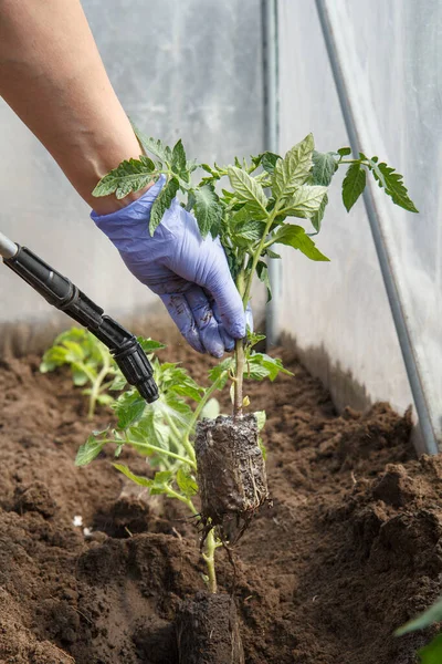 Gärtnerin Die Wurzeln Von Tomatensetzlingen Vor Krankheiten Und Schädlingen Behandelt — Stockfoto