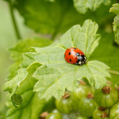 Kara kuşüzümü yaprağında uğur böceği