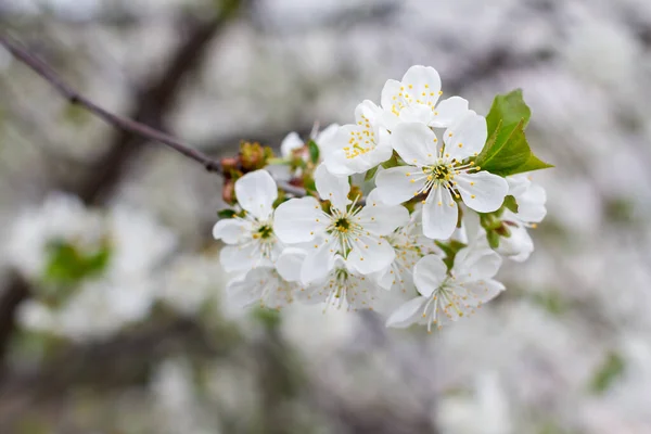 Cseresznyefa ág a tavaszi virágzás időszakában. — Stock Fotó
