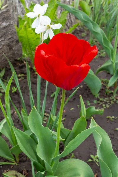 Тюльпаны растут на клумбе в саду — стоковое фото