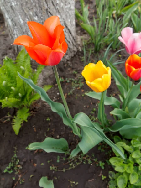 Tulipani che crescono in giardino con sfondo sfocato. — Foto Stock