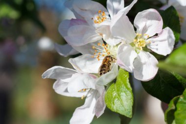 Bahar döneminde elma dalları arılarla çiçek açar..
