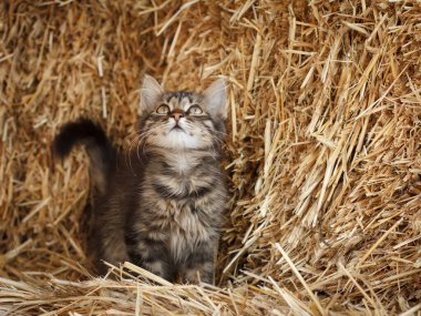 Saman yığınında gri tekir kedi yavrusu