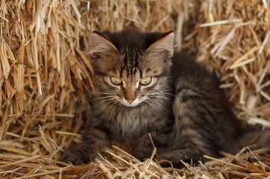 Saman yığınında gri tekir kedi yavrusu