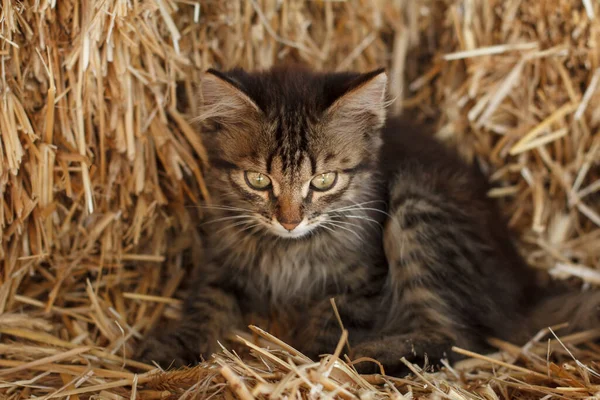 Gray tabby kotek na słomce stos — Zdjęcie stockowe