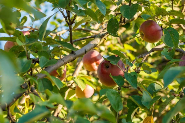 Vörös alma érik az ágon a gyümölcsösben. — Stock Fotó