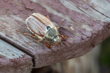 Yaz bahçesinde tahta tahtalarda sürünen bir hamamböceğini yakından çek..
