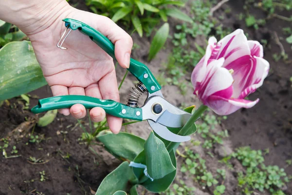 Jardineiro Cuida Jardim Mulher Com Uma Poda Tosquiando Uma Flor — Fotografia de Stock