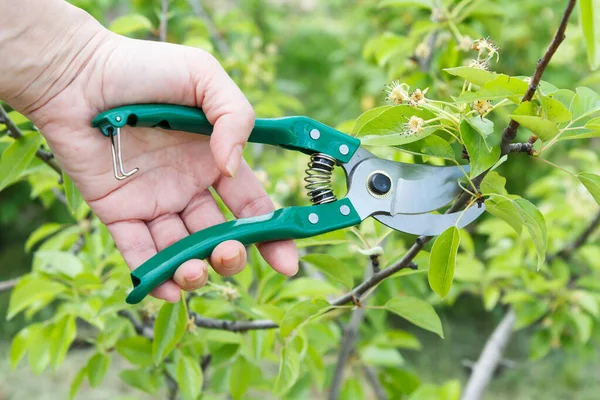 Agricultora Cuida Jardín Poda Primavera Árboles Frutales Una Mujer Con — Foto de Stock