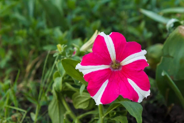 Flor Petunia Primer Plano Jardín Verano Petunia Roja Blanca Floreciente — Foto de Stock