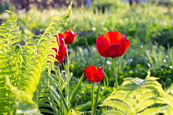 Tulipani Rossi Cespugli Felce Che Crescono Nel Giardino Con Erba — Foto Stock