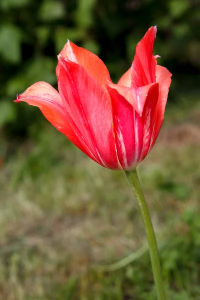 Красный Тюльпан Растет Клумбе Саду — стоковое фото