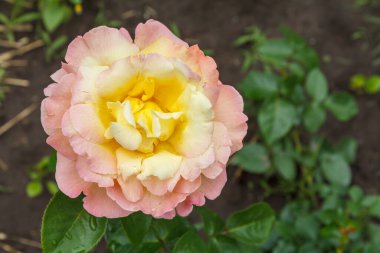 Bahçede arka planda bulanık çalılar olan beyaz bir gül tomurcuğu. Sığ alan derinliği.