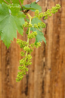 Yazın başında üzüm bağında olgunlaşmamış bir demet üzüm. Çiçek açmadan önce bir demet üzüm. Sığ alan derinliği.